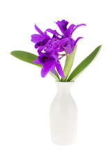 Beautiful purple orchid and ceramic vase  isolated on white back