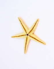 Fototapeta na wymiar étoile de mer orange isolé sur fond blanc