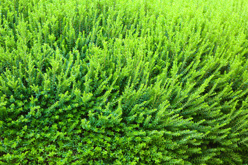 Beautiful green bush close up