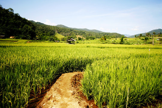 Paddy field