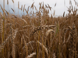 Fototapeta premium The field with wheat ears