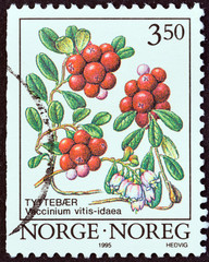 Cowberry (Norway 1995)