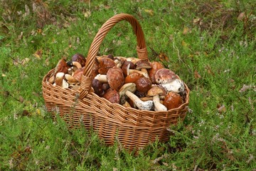 Mushrooming, wicker basket full of mushrooms