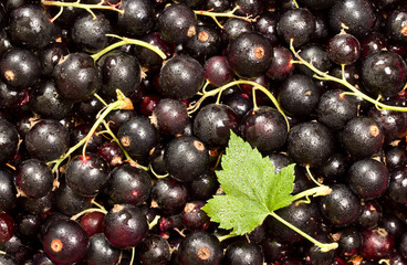 Black currant. Background
