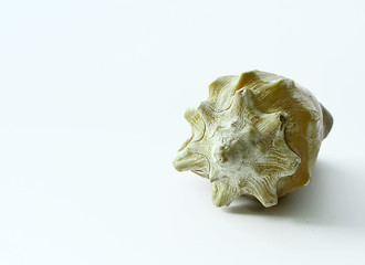 Spa salon towel shell.