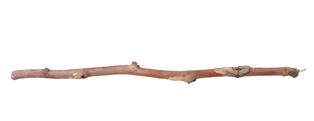 Dry tree branch isolated on white