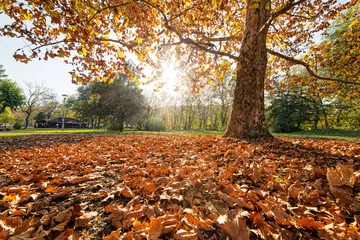 Photo sur Plexiglas Automne trees with fallen leaves