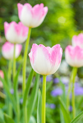 pink tulips in the garden