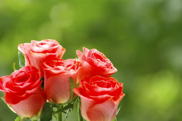 Fototapeta premium red rose