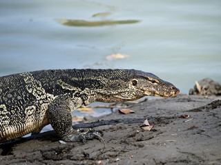 iguana horribly walk