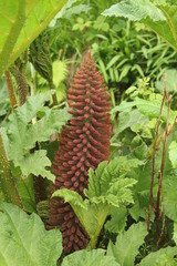 fleur de gunnera