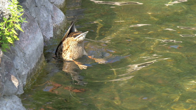 A baby coot putting his head under the water GH4 4K UHD