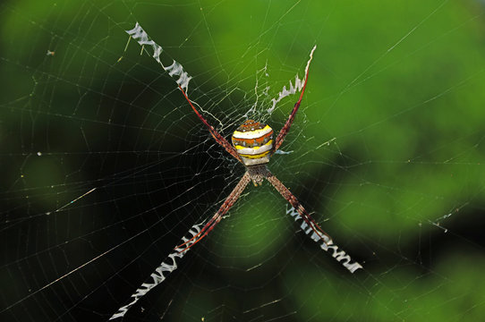 Yellow-brown spider on web