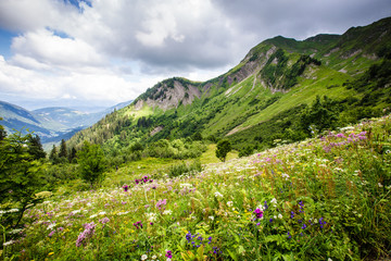 Paysage fleuri des Aravis