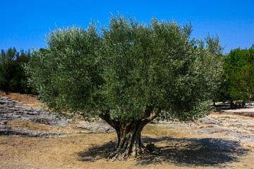 Fototapeta premium Arbre de vie