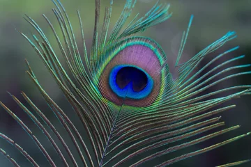 Photo sur Aluminium Paon Feather of a peacock