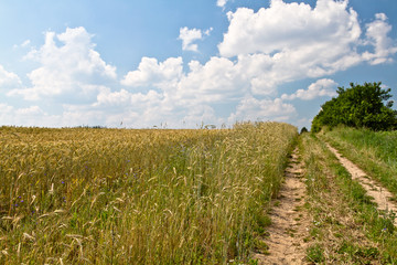Yellow grain ready for harvest growing in a farm field 