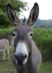 Esel in Wahner Heide