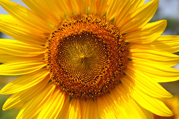Close up sun flowers