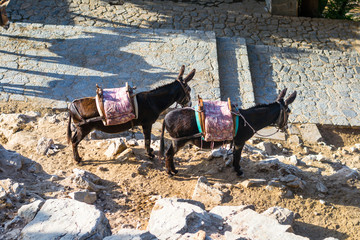 Donkeys