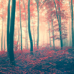 Panele Szklane Podświetlane  Czerwony las vintage