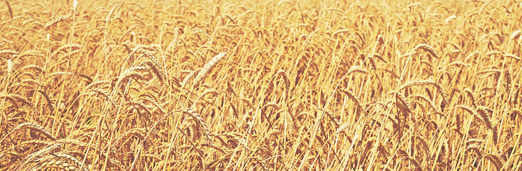 wheat field. natural background