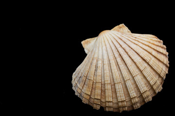 Sea shell on a black background