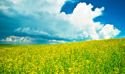 Fototapeta premium Yellow rape field