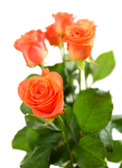 Bouquet of beautiful roses isolated on white