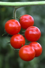 Cherry tomatoes.