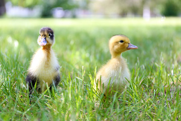 Little cute ducklings on green grass, outdoors