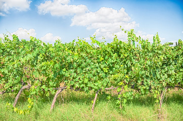 Fototapeta na wymiar tuscany vineyard