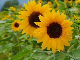 sunflower in field