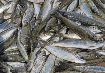 A pile of beautiful small fishes on a counter