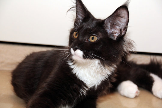 Maine Coon M&auml;dchen