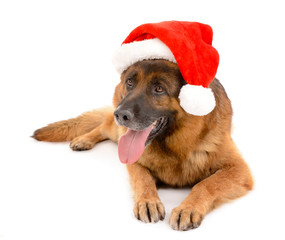 Funny cute dog in Christmas hat isolated on white