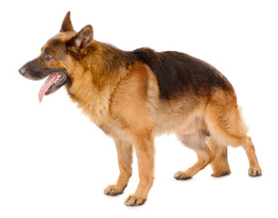 Funny cute dog isolated on white