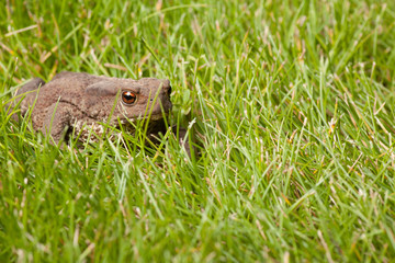 frog sitting on green grass