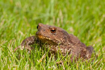 frog sitting on green grass