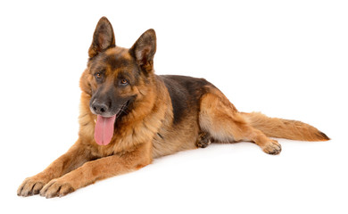 Funny cute dog isolated on white