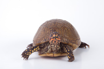Obraz premium Box Turtle