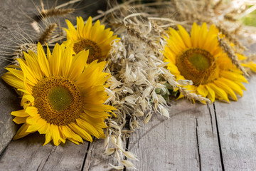 Sunflower heads and ripe cereal ears on a wooden table