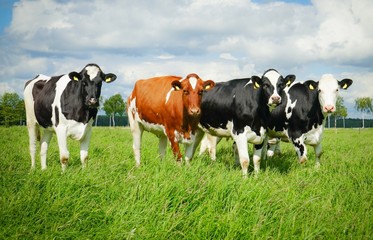 Vier Rinder auf der Sommerweide