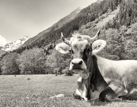 Fototapeta niezła krowa