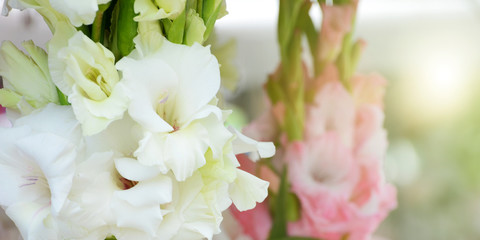 beautiful bouquet of white gladioluses, on green background - obrazy, fototapety, plakaty