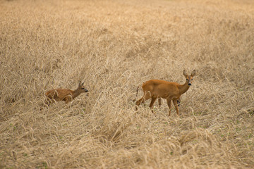 Reh mit Kitzen im Kornfeld