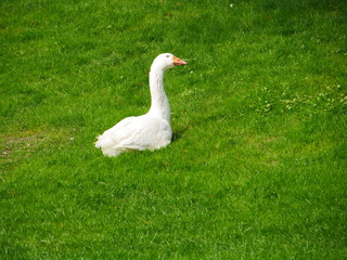 Obraz premium geese meadow