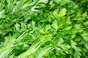 Fresh green parsley. Macro image