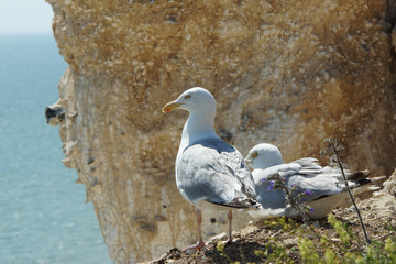 European Herring Gull, Larus argentatus