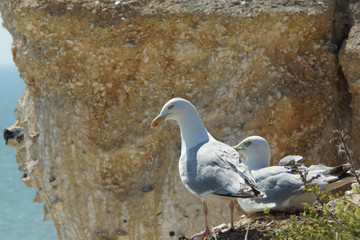 European Herring Gull, Larus argentatus
